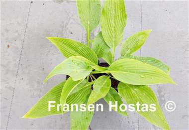 Hosta Feathervane